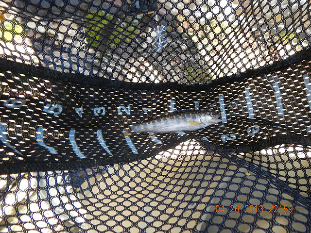 poe trip 04-26-2013 011.jpg -                                Same fish, different pic.